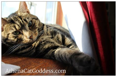 Athena Cat Goddess Wise Kitty Wordless Wednesday Some Sunshine