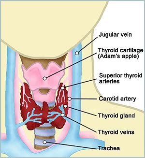 Overactive sexual gland