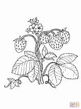 Strawberry Coloring Strawberries Pages Drawing Red Erdbeere Plant Printable Supercoloring Für Clipart Pencil Kids Fruits Getdrawings Silhouettes Malvorlage Super Choose sketch template