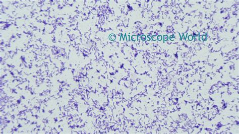 Bacillus Subtilis Under Microscope