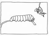 Caterpillar Coloring Pages Hungry Very Printables Kids Printable Popular Animalplace Books sketch template