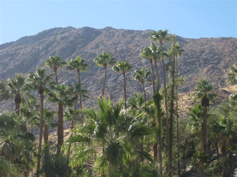 palm trees  mountains   background