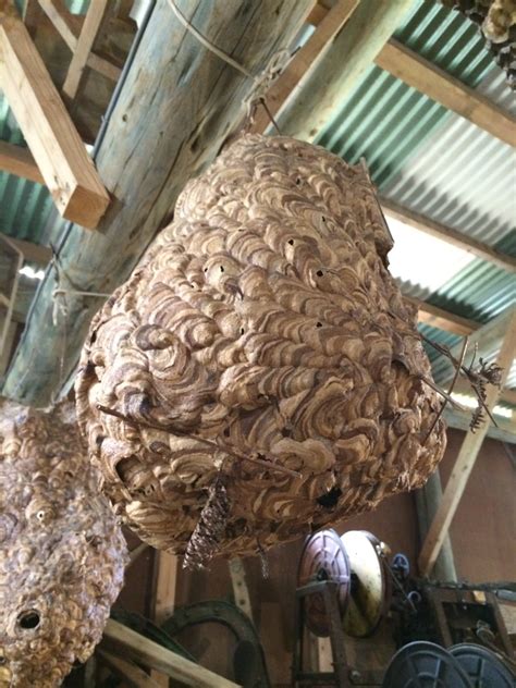 Giant Ass Dead Japanese Hornet Nest I Saw In Okinawa