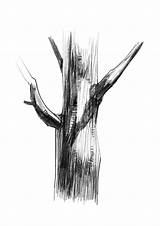 Tree Trunk Sketch Deviantart sketch template