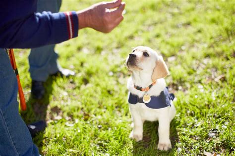 guide dogs   raise puppies  adopt  failed guide dog  homes  gardens