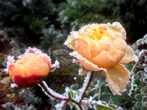 fotogalerie gefrorene rosen