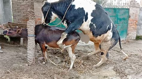 Cow Mating Season Cowmating Cow Meeting Big Bull Mating Small Cow