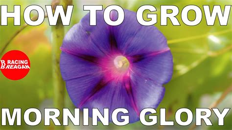 grow morning glory youtube