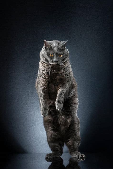 standing cat pictures capture beautiful felines posing   legs