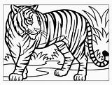 Tigre Coloriage Tigers Clipartmag Bebe sketch template