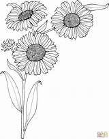 Sunflowers Coloring Pages Realistic Sunflower Printable Flowers Book Color Template Supercoloring Drawing Flower Sheets Outline Cliparts Clipart Online Easy Library sketch template