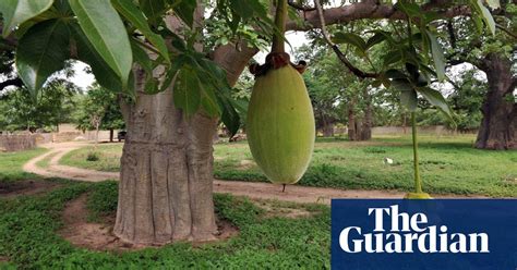 Aduna Creates A Market For Baobab Fruit Guardian Sustainable Business