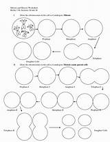 Meiosis Mitosis Sheet Cheat Worksheeto Proceso Comparing 출처 sketch template