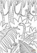 Jungle Selva Animales Supercoloring Colorir Escena Gratis Foresta Landschaft Tropicales Paisagem Kolorowanka Tramonto Entrenamiento Florestas Tropicais Wasserfall Drukuj Amordepapeis sketch template