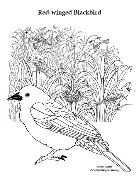 blackbird red winged coloring page