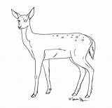 Doe Drawing Deer Coloring Lineart Pages Deviantart Outline Kaynak Drawings References Google Reference sketch template
