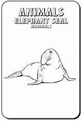 Coloring Seal Pages Elephant Animals Fur Color Sheet Town Sheets Print Popular Designlooter Coloringhome sketch template