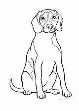 Labrador Hund Ausmalbild Ausdrucken Malvorlagen Ausmalen Hunde sketch template