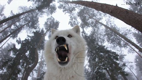 howling wolves foto bild youtube natur bilder auf fotocommunity