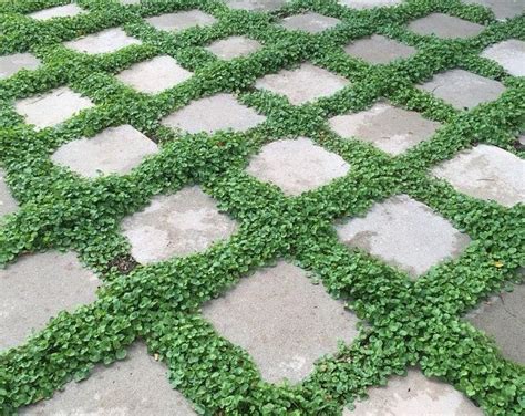 rupturewort green carpet ground cover seeds herniaria glabra etsy