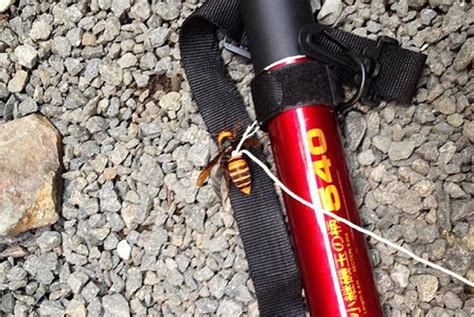 man tames killer japanese hornet and keeps it on a bit of string daily mail online