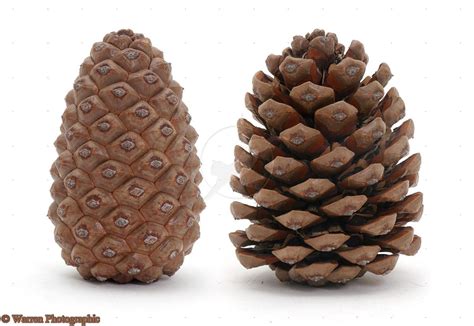 connectionrelationship   pineal gland   pine cone