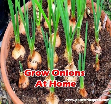 easy ways  grow onions  home  steps  pictures video