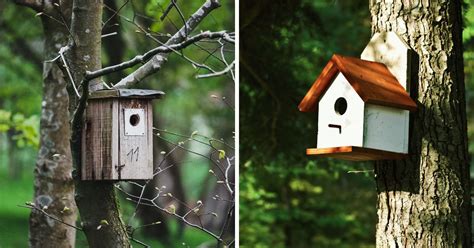finch bird house   plans   diy bird nature