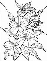 Tropical Coloring Pages Flower Book Hawaiian Flowers Printable Getcoloringpages Colouring Adults sketch template