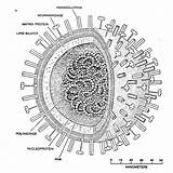 Influenza Flu Influenzavirus sketch template