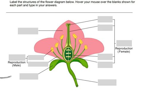 blank flower diagram