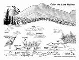 Coloring Lake Habitat Wildlife Nature Exploringnature sketch template
