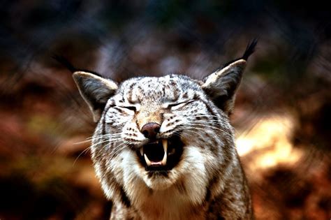 The Otherworldly Screams Of The Lynx Cat When Preparing For Fight