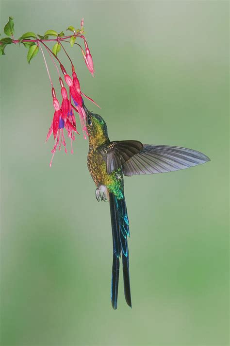 violet tailed sylph hummingbird feeding photograph  steve gettle