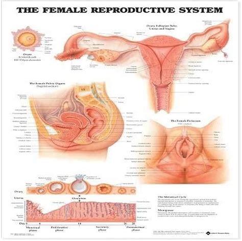 female reproductive system structure function