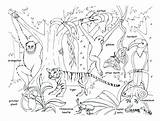 Rainforest Coloring Animals Pages Jungle Drawing Habitat Forest Tropical Kids Safari Trees Plants Leaves Baby Animal Drawings Scene Printable Getdrawings sketch template