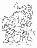 Zebra Coloring Pages African sketch template