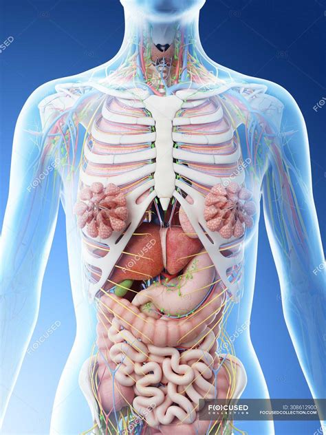 female upper body anatomy  internal organs computer illustration  rendering blue
