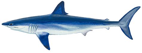 fileshortfin mako shark duane raverpng wikimedia commons