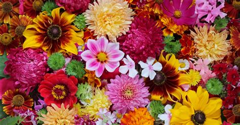 flowers   colours floraqueen en