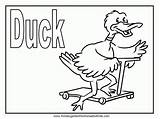 Coloring Duck Ducks Pages Mallard Popular Library Clipart sketch template