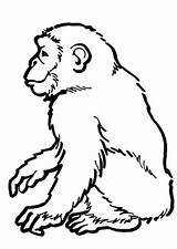Affe Affen Ausdrucken Malvorlagen Regenwald Kostenlosen sketch template