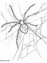 Spinnen Ausmalbilder sketch template
