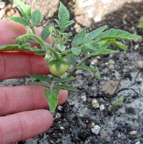 tomato seedling progress report