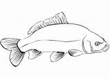 Carp Coloring Pages Categories sketch template