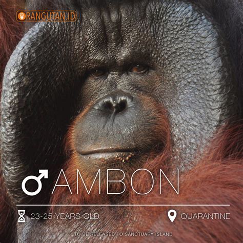 ambon  centre  orangutan protection