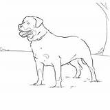 Coloring Pages Dog Rottweiler sketch template