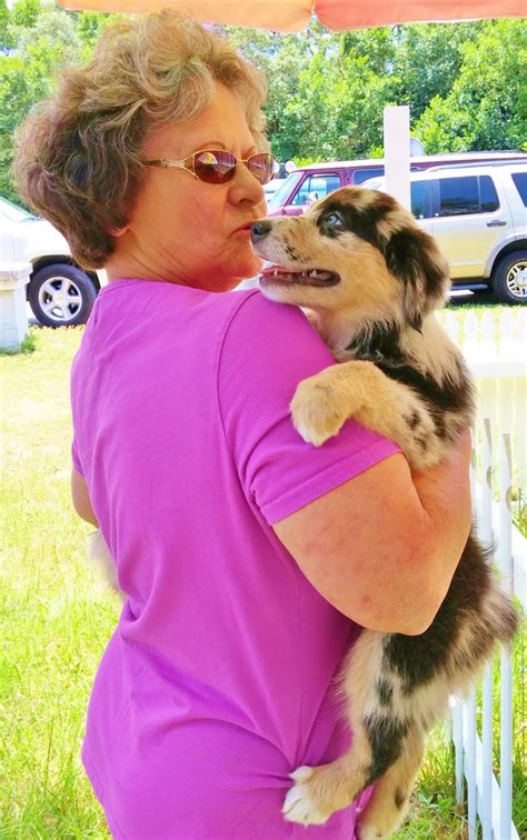 shamrock rose aussies update available puppies 7 29 15 scroll down
