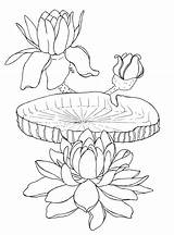 Victoria Amazonica Waterlilies sketch template