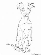 Pinscher Miniature Coloring Pages Doberman Drawing Getdrawings 750px 36kb Getcolorings sketch template